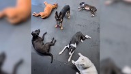 New Hampshire Daycare Workers Were Surprised To See All Dogs Fall Asleep Except For One