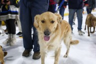 T-Birds establish ‘Luff’s Pups’ partnership with Foundation for TJO Animals