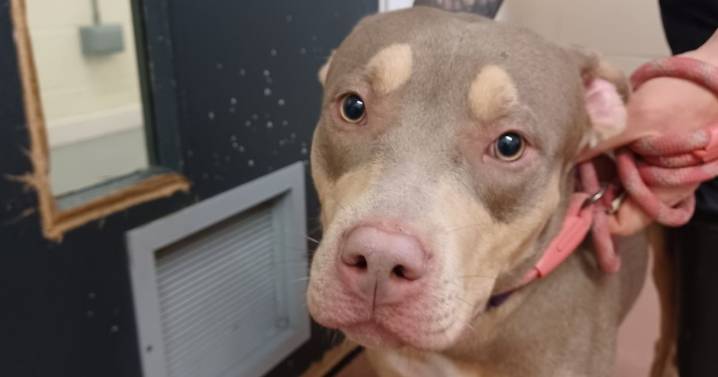 Dogs suffer horrific neglect in squalid flat as owner jailed for abuse