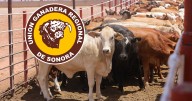 Ganaderos de Sonora venden barato por necesidad: pierden hasta 25 mil pesos por cabeza