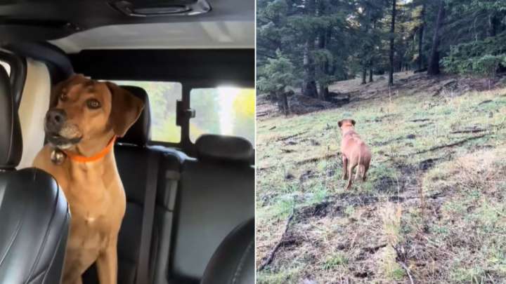 Washington Hiker’s Dog Senses Something In The Woods And Refuses To Move