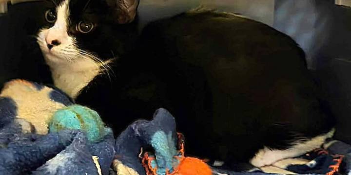 Saving Graces 4 Felines: Meet M