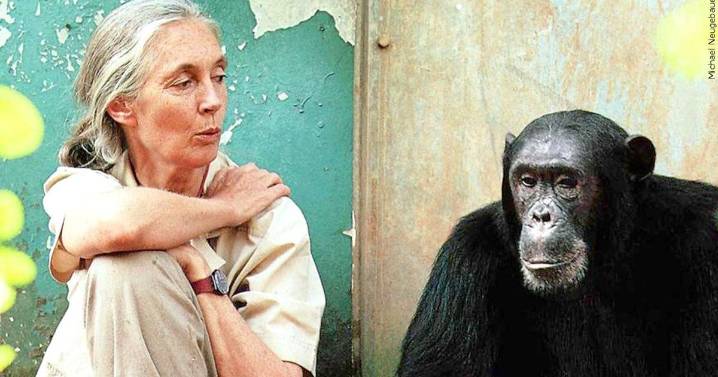 Conservationist Jane Goodall, whose work revolutionized the study of primates, has died