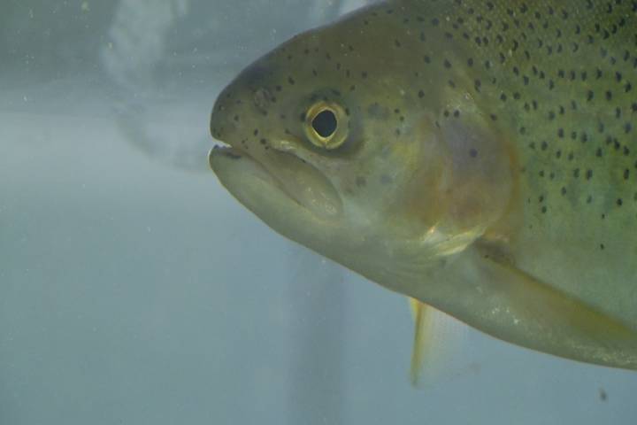 Sault Tribe releases over 500,000 fish in annual stocking effort
