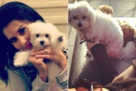 Hilaria Baldwin and Alec Baldwin's Dog Dies Amid 'Dancing with the Stars' Season