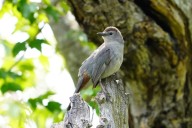 Birding: What is a songbird?