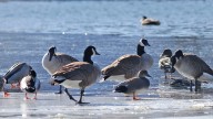 Fall bird migration brings new cases to Minnesota poultry farms