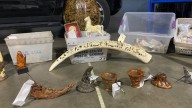 Thousands of pieces of elephant ivory, rhino horns seized in LA County