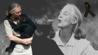 Murió Jane Goodall, ¿quién fue la primatóloga que dedicó su vida al cuidado y estudio de los chimpancés?