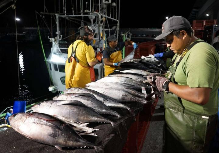 El aumento de la cuota de bonito permite a los arrantzales dosificar la pesca y mejorar los precios