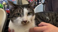 Meet the North Jersey adoptable pet of the week: Mister Stache