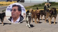 Juliaca: Solo 12 canes se registraron en campaña gratuita
