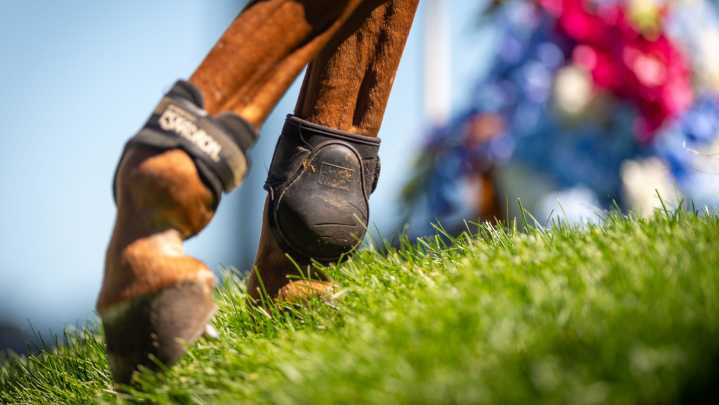 New rule for tack- or rider-induced blood proposed in showjumping