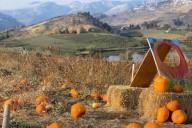 Explore Washington’s Top Fall Farms and Mazes