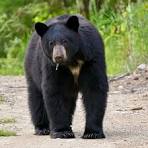Black bear spotted in Orange neighborhoods