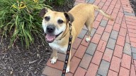 Nebraska Humane Society has adoption special for dogs and cats