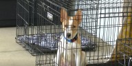 ‘Find the Fido of your dreams’: Nonprofit ‘Save the Dogs’ hosts adoption event