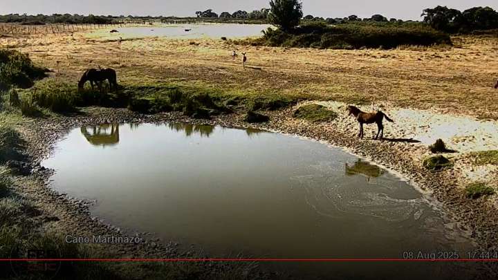 Doñana tendrá "una regulación más restrictiva" para el acceso de perros y otras especies domésticas