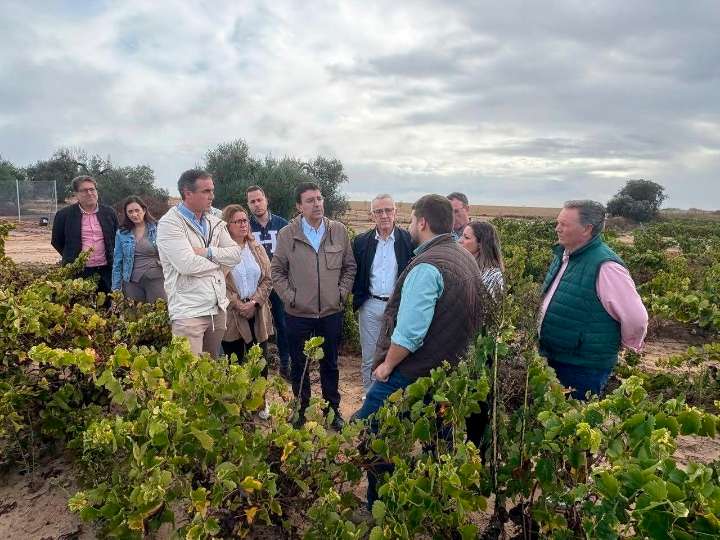 PSOE tacha de "miseria" las ayudas por mildiu en Huelva porque "no compensan las pérdidas" y piden "soluciones ya"