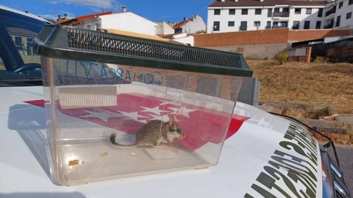 Sorpresa en Campo Real: un pequeño mamífero arborícola se cuela en una casa