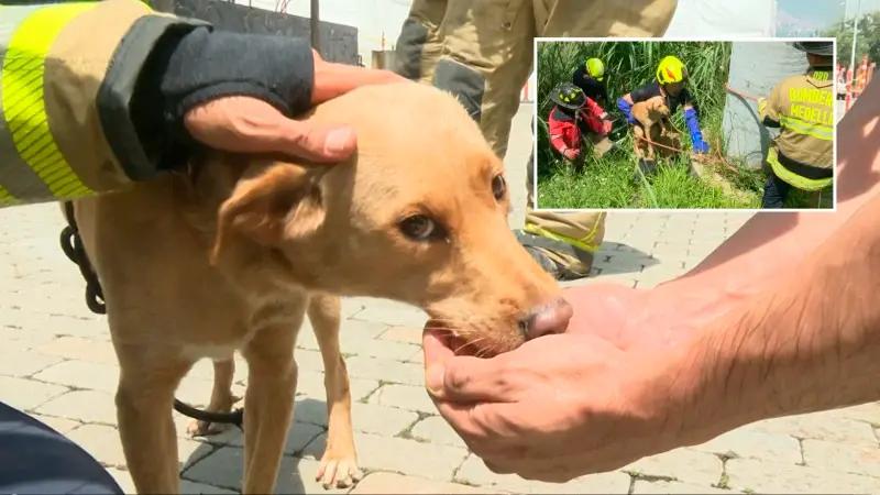 Emocionante rescate de Mona, una perrita criolla que estuvo a punto de ahogarse en el río Medellín