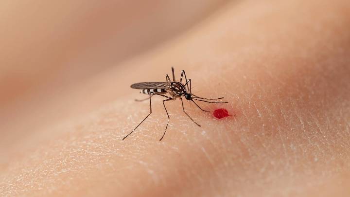 Why Are Mosquitoes Suddenly Showing Up In Iceland? Experts Reveal The Alarming Reason