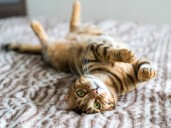 Senior Cats & Kittens Alike Are ‘Obsessed’ With This $10 Variety Toy Pack That Has ‘Something for Every Cat Personality'