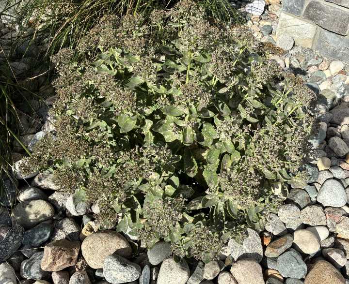 Recent hot weather may adversely affect sedums