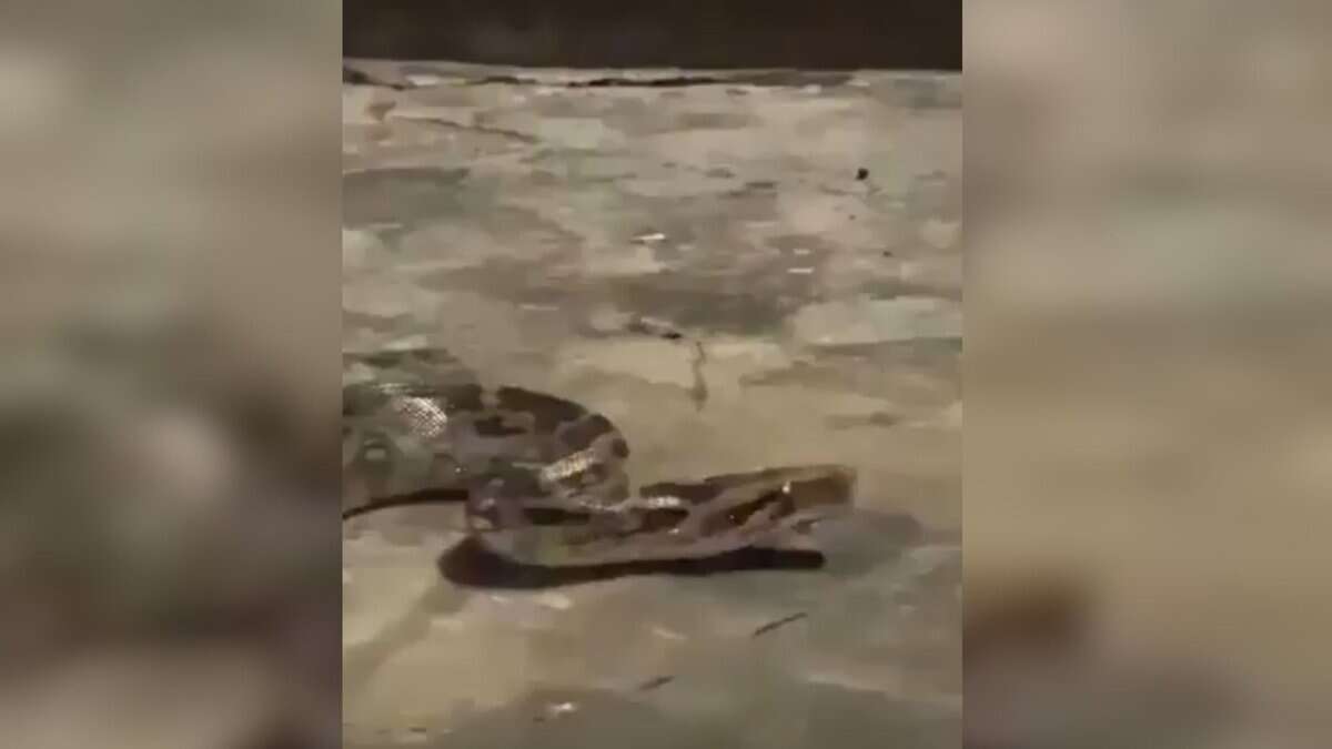 Video: Four-foot Rock Python found near City College in Hyderabad