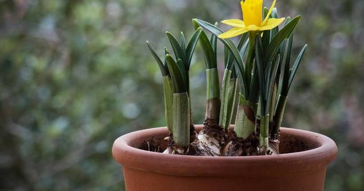 Plan for Spring Blooms by Planting Bulbs in Containers Now