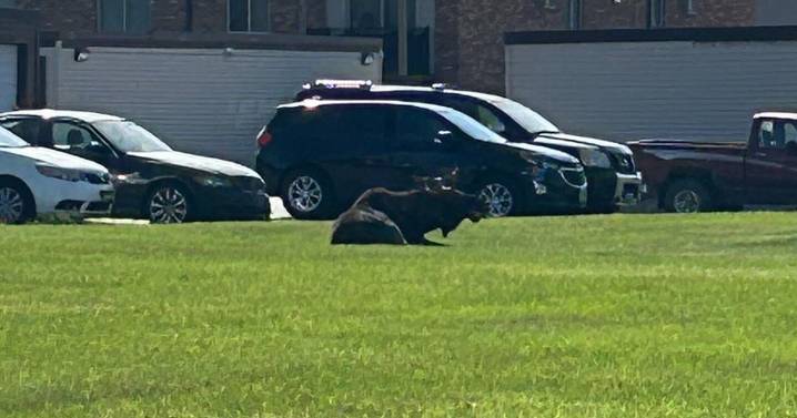 Moose roaming Fargo should be left alone, police say