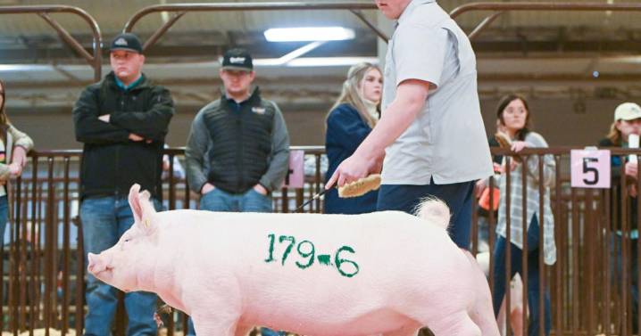 Why Yorkshires Are Considered the Mother Breed of the U.S. Swine Industry