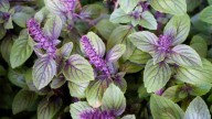 Ni lavanda ni jazmín: la planta con flores que perfuma todo el verano