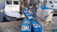 La temporada de llampuga avanza con fuerza y supera los 70.000 kilos en Mallorca