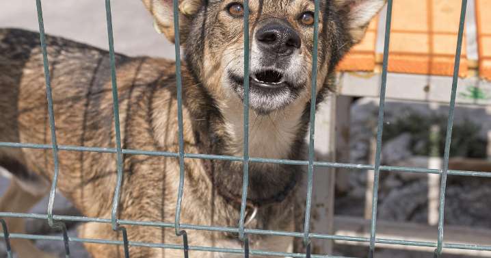 Capturan a señalado de matar a su perro a golpes en Caldas: así ocurrió el ataque