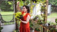 Smog Season Survival: 8 Must-Have Indoor Plants To Keep Your Air Clean