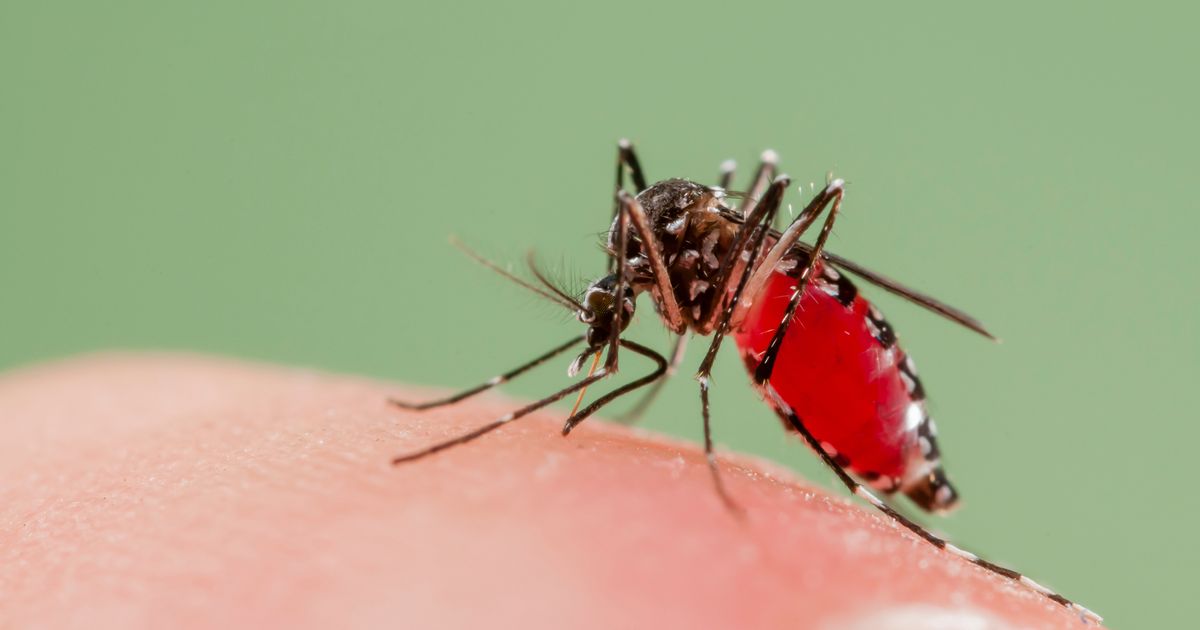Households issued after disease-carrying mosquitoes found in UK