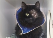 Darby Township man charged with neglecting more than 6 dozen cats and kittens