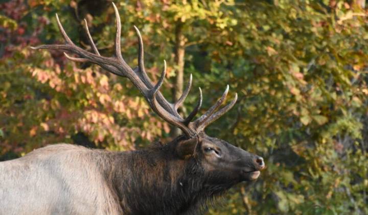 Updates on Missouri bear and elk hunting seasons, and on elk poaching case