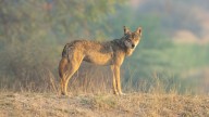 Panic in UP's Bahraich after 2 wolves attack locals, including 4 children