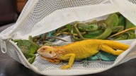 ﻿Seized at Mumbai airport: iguanas, drones, weed; 5 arrested