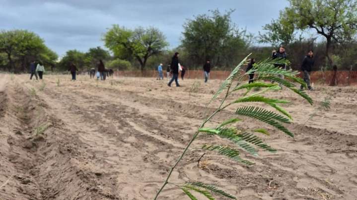 Mientras el agua escasea, la esperanza brota: alumnos plantan 190 algarrobos producidos en la Escuela