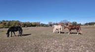 How Purdue's 'Asthma Herd' horses could breathe new life into asthma research