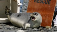 Arctic seals and more than half of bird species are in trouble on latest list of threatened species