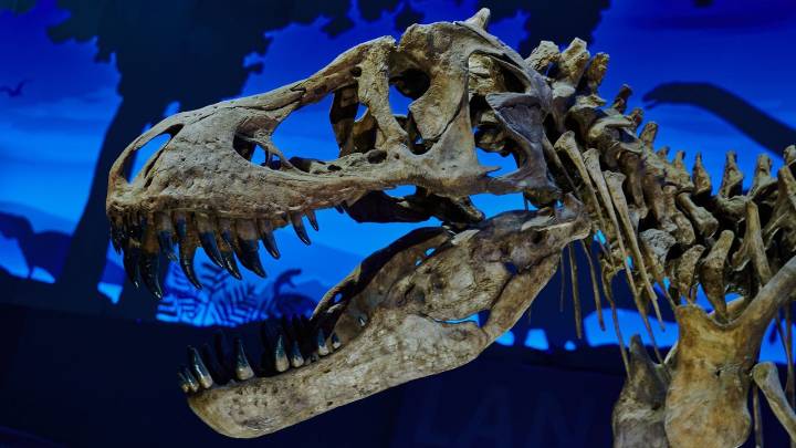 Un huevo de dinosaurio perfectamente conservado en la Patagonia: el hallazgo que reescribe la historia de la especie