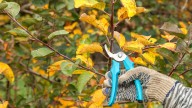 10 Plants To Avoid Pruning In October For More Success In Spring