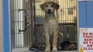 Texas Couple Comes To The Shelter For A Chihuahua And Leaves With The Dog Who Chose Them