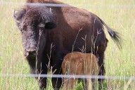 White Earth Nation expands bison herd in northwest Minnesota