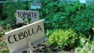 Fortalece Tlaxcala educación ambiental por medio de 240 huertos escolares activos