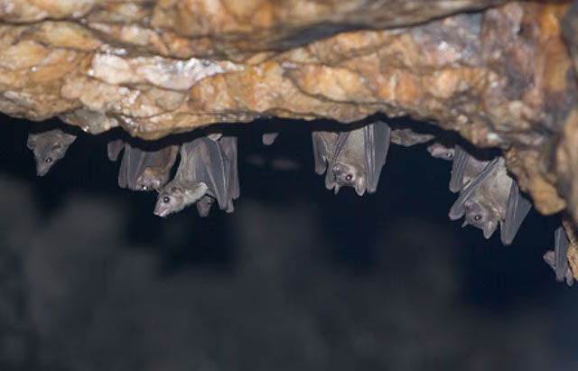 New Covid-like virus found in Brazilian bats raises global health concerns